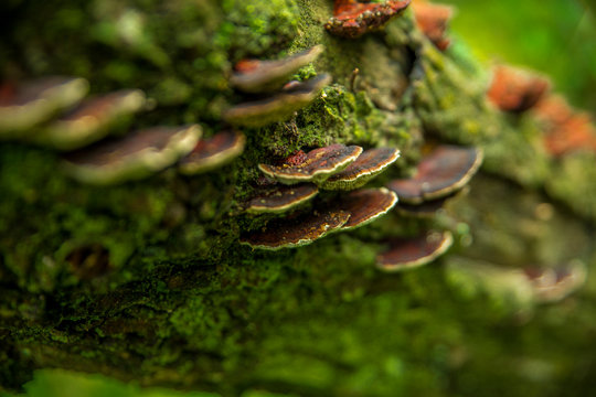 funge tree