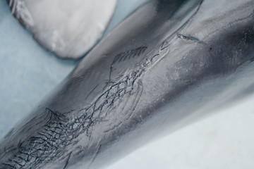 dolphin scars on the tail © May Cove