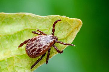 A dangerous parasite and infection carrier mite sitting on a green leaf