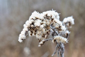 Close up of dry and frozen wild flower in winter forest, Slovakia,Europe