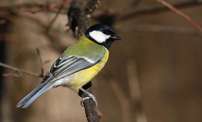 Great tit on branch background, Parus major