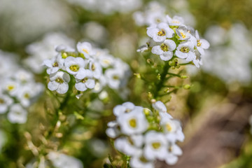 white flowers of apple tree in spring