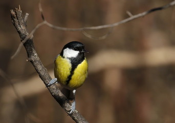 Great tit on branch background, Parus major