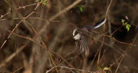 Long-tailed tit on branch, Aegithalos caudatus