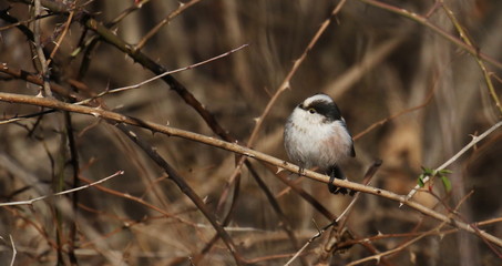 Long-tailed tit on branch, Aegithalos caudatus