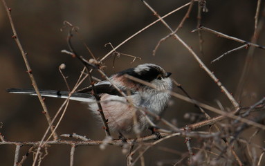 Long-tailed tit on branch, Aegithalos caudatus