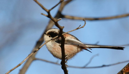 Long-tailed tit on branch, Aegithalos caudatus