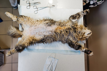 Surgery to remove a tumor in a cat. Stage of shaving of the abdominal cavity. Preparing a cat for...