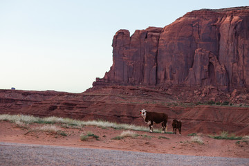 Cow and calf in Monument Valley