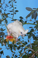 CACATOES DES PHILIPPINES cacatua haematuropygia