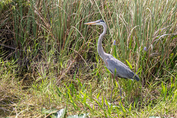 Grand héron bleu - Everglades