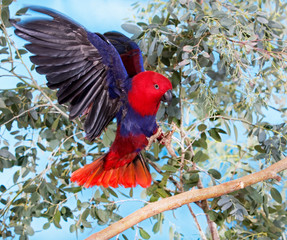 ECLECTUS eclectus roratus