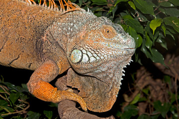 IGUANE VERT iguana iguana