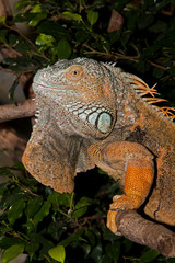IGUANE VERT iguana iguana