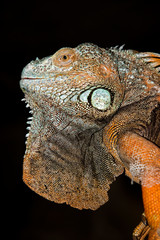 IGUANE VERT iguana iguana