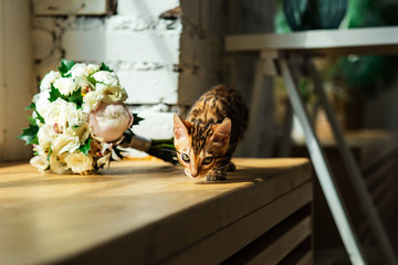 Bengal kitten smelling bouquet of flowers by window