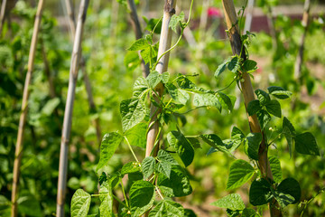 green leaves of tomato garden orchard