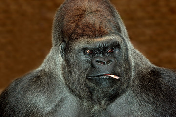 GORILLE DE PLAINE gorilla gorilla graueri