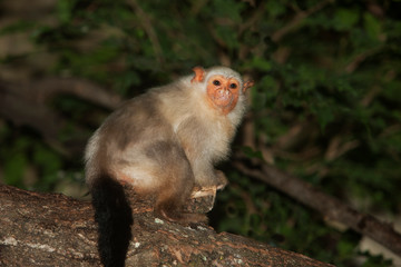 OUISTITI ARGENTE mico argentatus