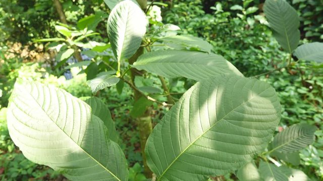 Mitragyna speciosa leaf (kratom), plant in thailand, Kratom is Thai herbal which encourage health