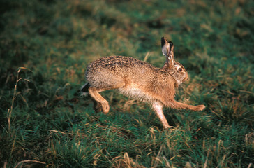 LIEVRE D'EUROPE lepus europaeus