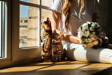 Bengal kittens sitting on legs of faceless woman and playing