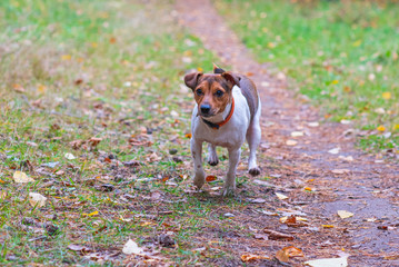 Dog breed Jack Russell Terrier plays in the forest.