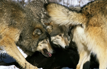 LOUP DU CANADA canis lupus occidentalis