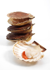 COQUILLE SAINT JACQUES