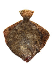 TURBOT POISSONNERIE