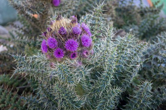 Thistle, near the summit of Mount Kilimanjaro (highest mountain of Africa at 5895m amsl) in Tanzania