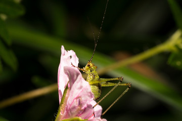 Nature
