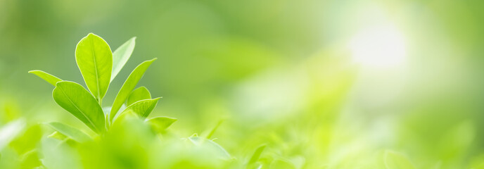Close up of nature view green leaf on blurred greenery background under sunlight with bokeh and copy space using as background natural plants landscape, ecology cover concept.