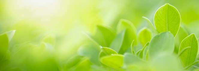 Close up of nature view green leaf on blurred greenery background under sunlight with bokeh and copy space using as background natural plants landscape, ecology cover concept.