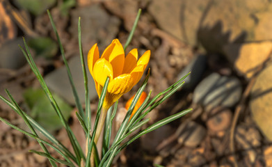 Close-up of beautiful early crocus Golden Yellow on natural stone background. Selective focus. Spring theme for design.