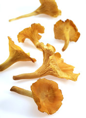 Naklejka premium GIROLLE cantharellus cibarius