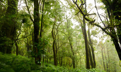 Obraz premium Trees and forests In the range Rain forest, leaf of tree movement by wind and raining at Chiang Mai, Thailand.