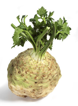 CELERI RAVE apium graveolens