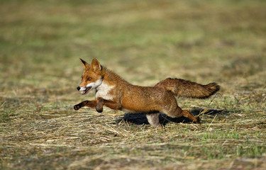 RENARD ROUX vulpes vulpes