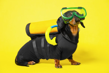 Cute black and tan dachshund sits wearing scuba diving costume and mask and gear on a yellow...