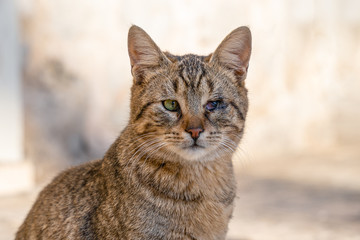 Fototapeta premium portrait of a red homeless cat, lost in battle eyes, looks sadly