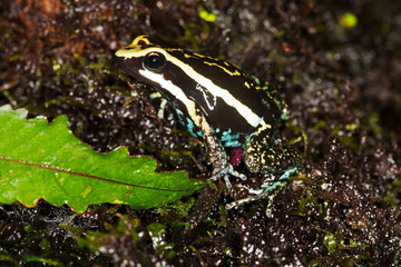 DENDROBATE DE BASSLER epipedobates bassleri