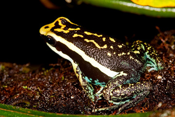 DENDROBATE DE BASSLER epipedobates bassleri