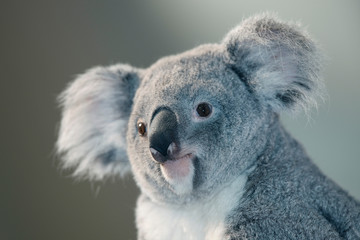 KOALA phascolarctos cinereus