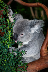 KOALA phascolarctos cinereus