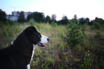 Cheerful brown dog resting on meadow in twilight