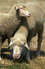 Obraz premium MOUTON DE WURTEMBERG