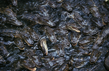 ALLIGATOR AMERICAIN alligator mississipiensis
