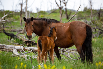 Wild horses in Mesa Verde, Colorado 