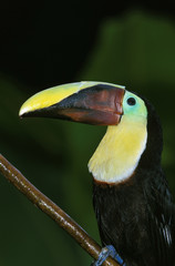 TOUCAN DE SWAINSON ramphastos swainsonii